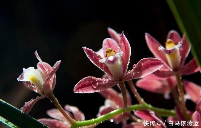 冷弃幽芳|不因秋冷弃幽芳。请欣赏七绝.咏秋兰