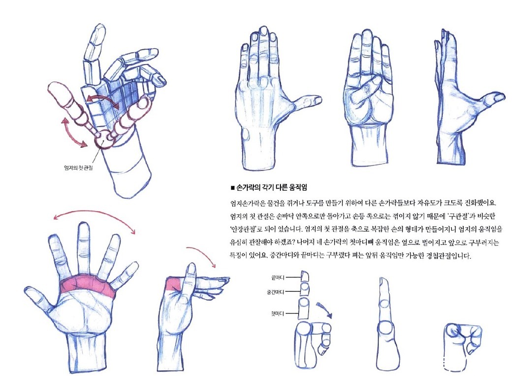 人物|这个教程太详细啦！零基础应该如何画出人物手部？从结构开始学起