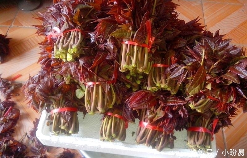 大厨|香椿焯水引争议,到底需不需要呢大厨来告诉你,可别再做错了