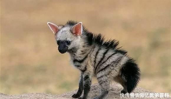 非洲|一个人在非洲面对一群鬣狗,是否有生还的希望!