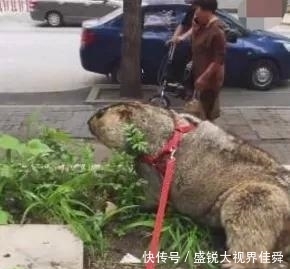 饲养|五岁男孩收留饲养一只老鼠, 二十年后老鼠长得像只狗, 足足五十斤
