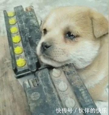 想念|小狗在新家想念狗妈,忍不住想流泪,整天都无精打采!