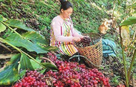 才能|南方才能种,根似生姜果像红枣,很多人以为有毒,却卖35元1斤