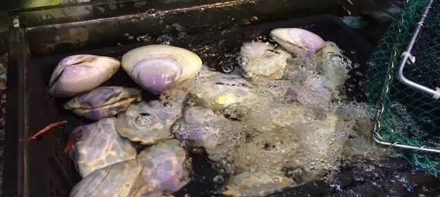 海鲜|世界上65种珍奇海鲜,贝爷都不敢说全部吃过,你吃过几种