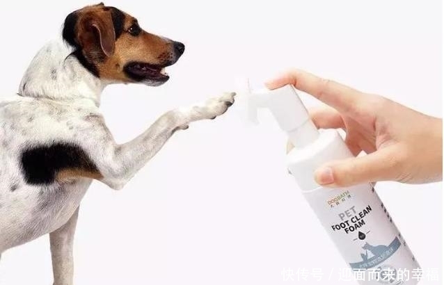  受伤|一摸“狗爪子”，狗狗就缩回来，有7个原因