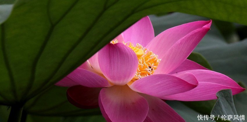 生肖|婚前婚后两个样的三生肖男,婚前贪玩不懂事,婚后努力赚钱还顾家