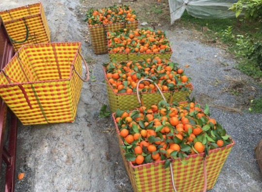 在家|农民不外出打工，在家靠种植水果，有营养价值，口感细腻