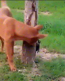 搞笑|搞笑GIF：这胖姐姐估计得单身一辈子