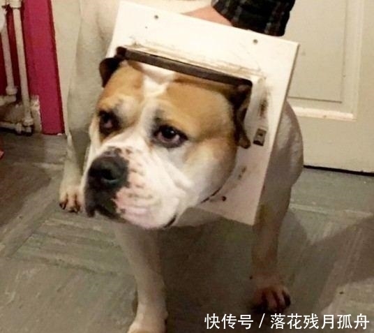  陷入|直击: 陷入各种“困境”的动物奇葩瞬间