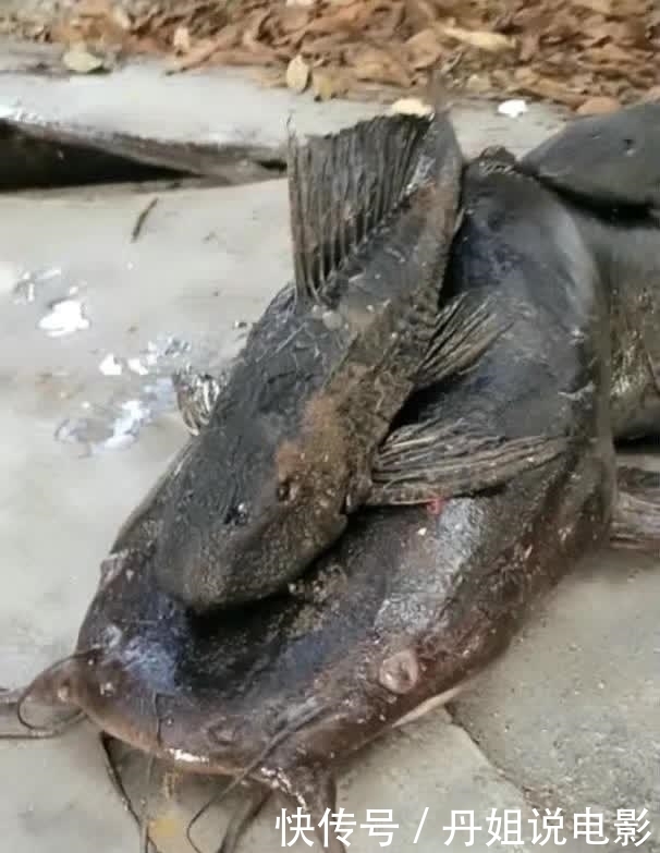 污水|男子下水道中捕获1米长大鱼, 喝地沟油长大, 身体发生畸变!