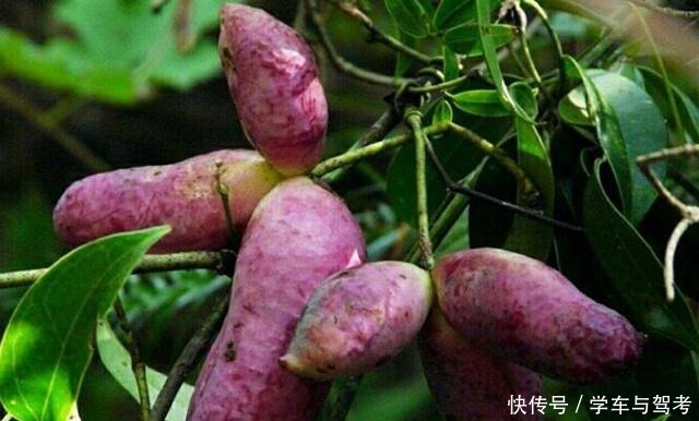 天价|中国满山都是的，在日本却被卖出了天价，这种水果你见过么