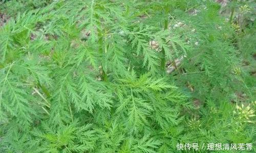 全国|曾经风靡全国的“宝塔糖”,为什么突然消失了苏联的教训不能忘