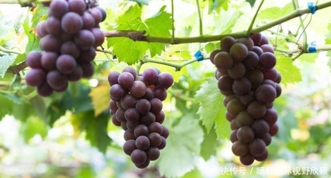 盐水|洗葡萄用盐水就错了,等于吃虫卵,教你2个技巧,虫卵跑光光