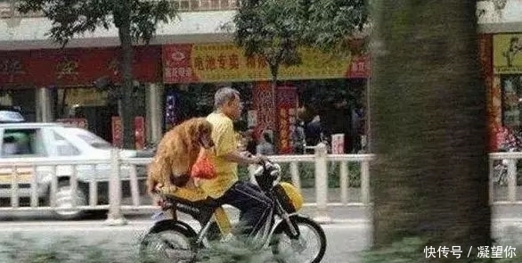 奶奶|老农从狗肉店救下了一只金毛犬,此后的金毛这样报恩