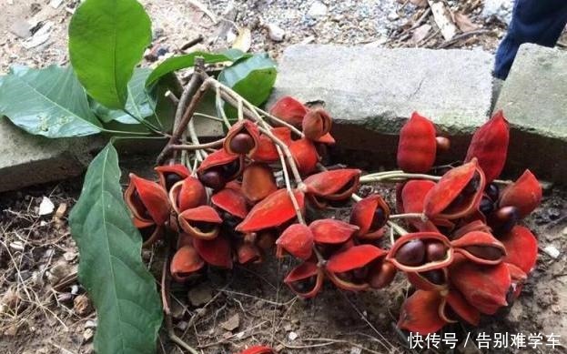 祭祀|此果南方才有,人称“树上花生”,过去没人吃,如今15元1斤