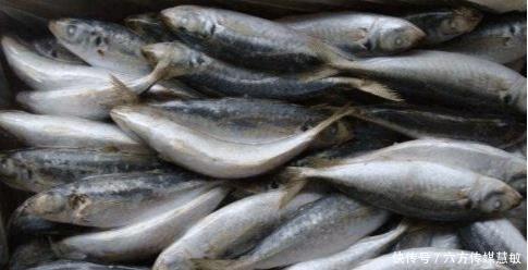地区|南方人吃了千百年,北方却少有人见过,堪称水中最廉价的鱼