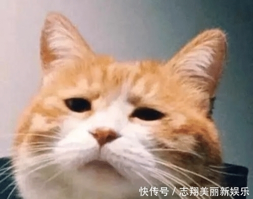 大学生|无语!老外吐槽道:汉语缺乏集中性和稳定性!外国网友评论扎心!