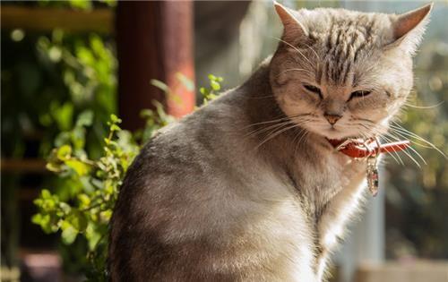  观念中|为何古人从不吃猫？看看《本草纲目》里都写了啥，你还敢吃吗？