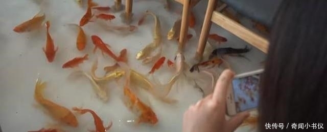 养鱼|在地板上养鱼的锦鲤咖啡厅走红越南,最怕顾客有脚气