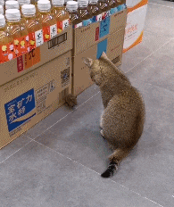  搞笑|搞笑GIF：本以为是高手，没想到是个二货