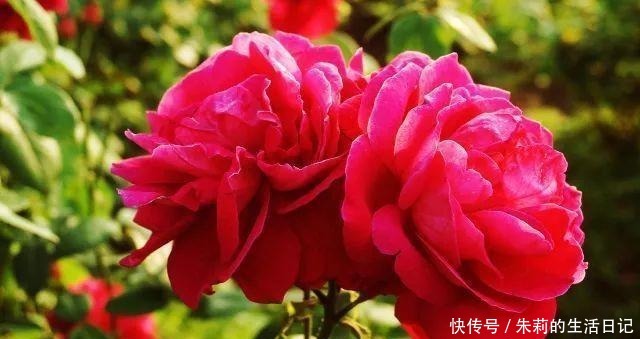 亲情|拿什么表达爱情、亲情和友情鲜花饼,很实用