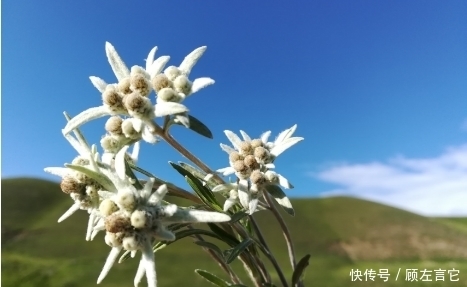 世界|长在高山上的世界名花，却是治疗肾炎的良药，还是女性的美容圣品