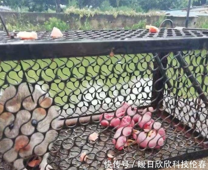  男子|男子下定决心要灭鼠，抓住老鼠后却不知所措！网友：阿弥陀佛