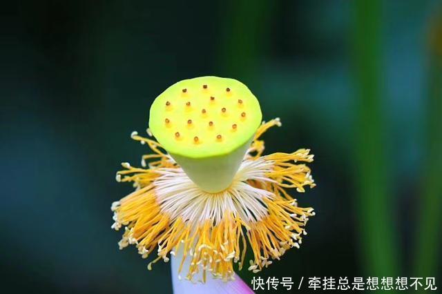  河南省|河南省民权县任庄国家湿地公园快来看，这里的千亩荷花开了