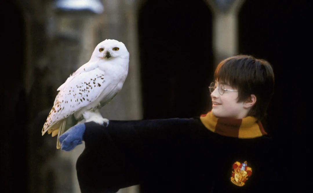  哈利|70万人打出9分，尖叫和眼泪都为它准备好了