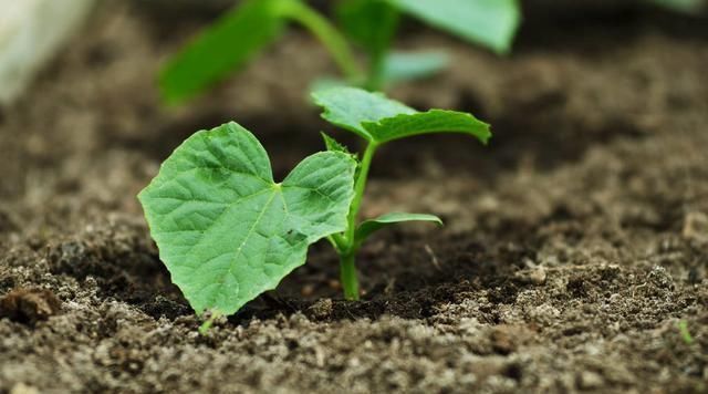 黄瓜|温室越冬黄瓜栽培技术,掌握分段管理经验,有效提高黄瓜的生长