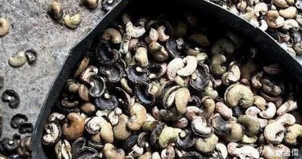 过程|腰果很好吃,那你知道剥腰果的人要受多大罪吗过程非常“残忍”