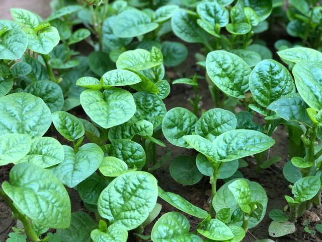  榴莲|蔬菜界的“榴莲”，才1元1斤，三伏天要多吃，补钙强身特好吃