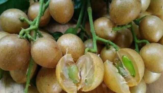 水果|南方特有的水果,北方人不敢下口,南方人却爱不释口