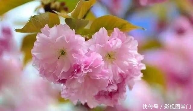 春天|春天的食樱，日本的美味佳肴