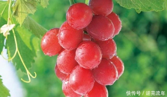 车厘子|国内“最贵”的4种水果,车厘子也比不上,吃得起都是土豪!