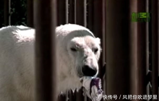 咬住|美女在动物园被北极熊咬住腿,游客说:放她走