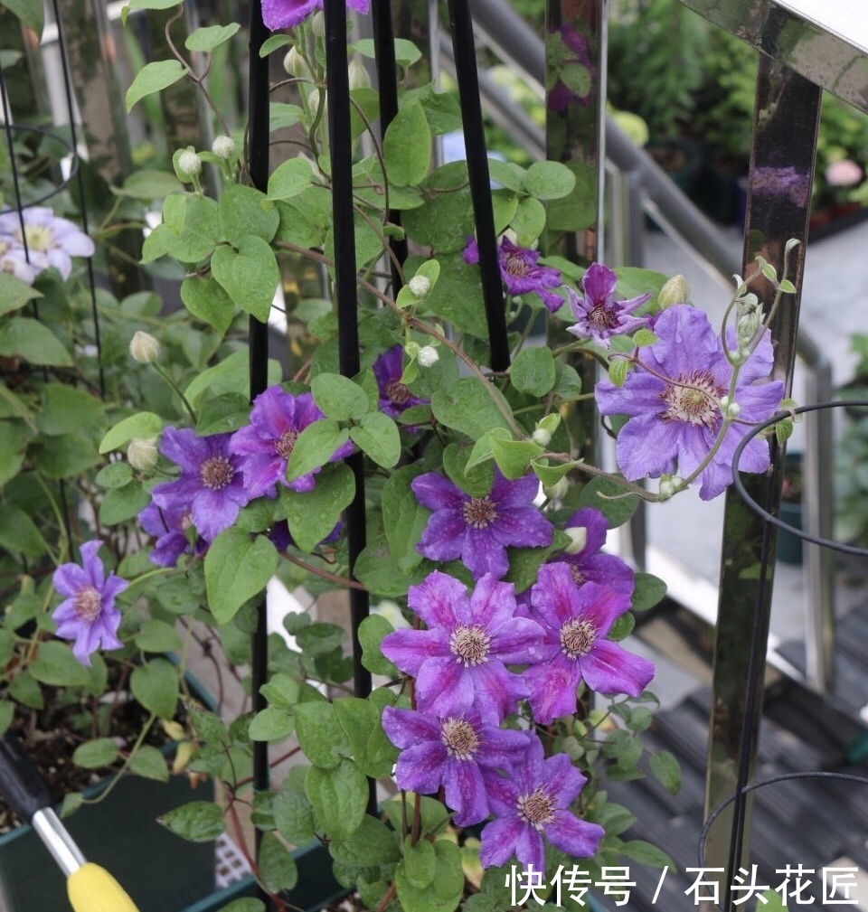 元缓释肥|会养花的人,在秋天必备“4种”肥料,适用所有花卉