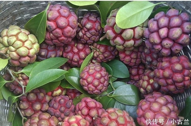 美味|此水果我国独有,被誉为“天下第一奇果”,一斤50元,很少人吃过