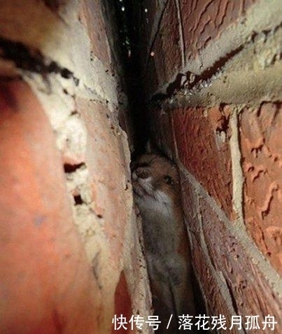  陷入|直击: 陷入各种“困境”的动物奇葩瞬间