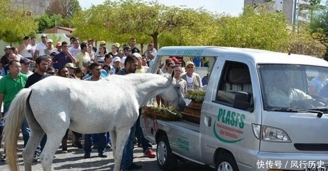 送行|主人离世,老马狂奔数公里送行,趴在棺木上不肯离去,让人落泪
