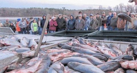 出口|美国鲤鱼出口中国却无人问津,得知价格后想赚钱想疯了吧