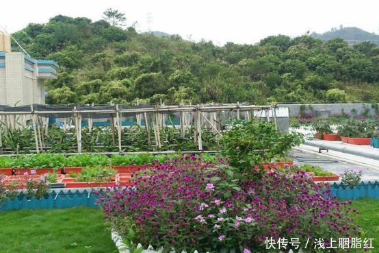 新鲜|若有一个园子,种点菜,每天吃着新鲜蔬菜也是很美好的