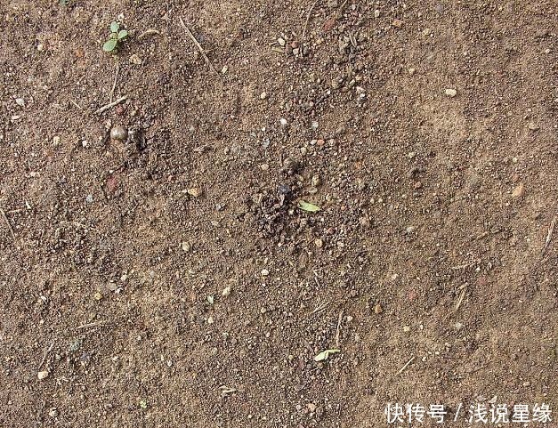 根草|慈禧太后的墓地为何1根草也不长？醇亲王：慈禧说好的