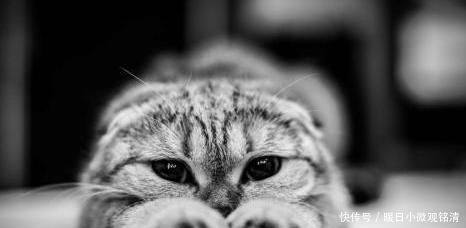 讨厌|心理测试：你最讨厌哪一只猫？测你身上的什么让爱人不能忍受