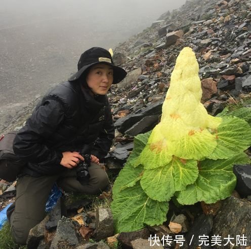 男子|男子发现2米高的“大白菜”,几百一斤遭人疯抢,真相让人称奇