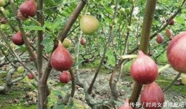 水果|看看最“娇气”的水果,摘下来就会腐烂,你们吃过没