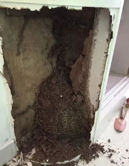  暴雨|头皮发麻！暴雨过后，多处出现小飞虫！