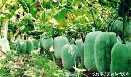 专家|冬瓜怎么种植?知道了这些,你也是半个专家!