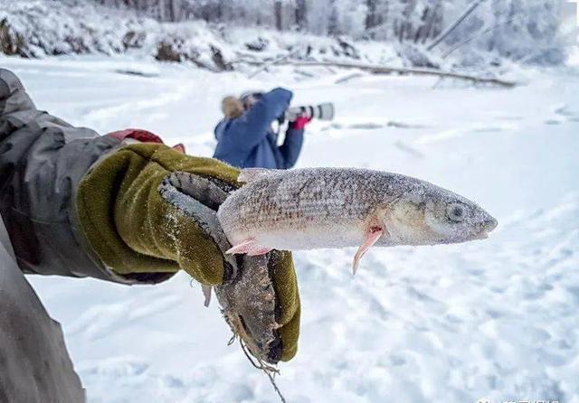 图源|北极圈着火!气温直逼38度,科学家恐冰川融化远古病毒复活