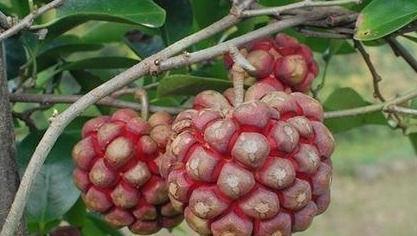 食物|女性想要皮肤好,推荐常吃3种食物,美容养颜、增强体质